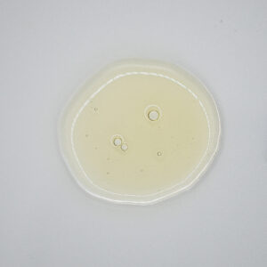 Ginseng - immagine 2